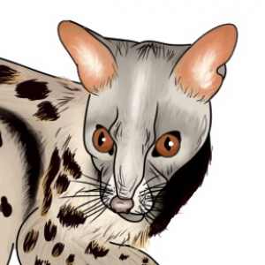 Virenis